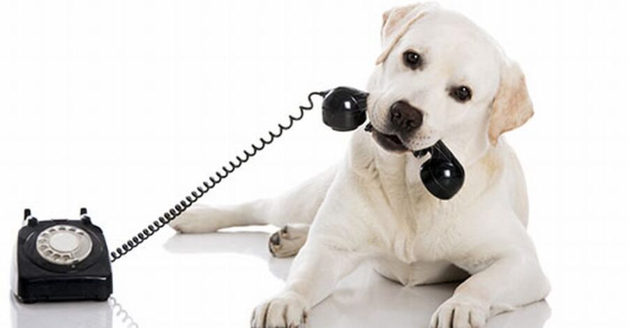 Contatti cane con telefono